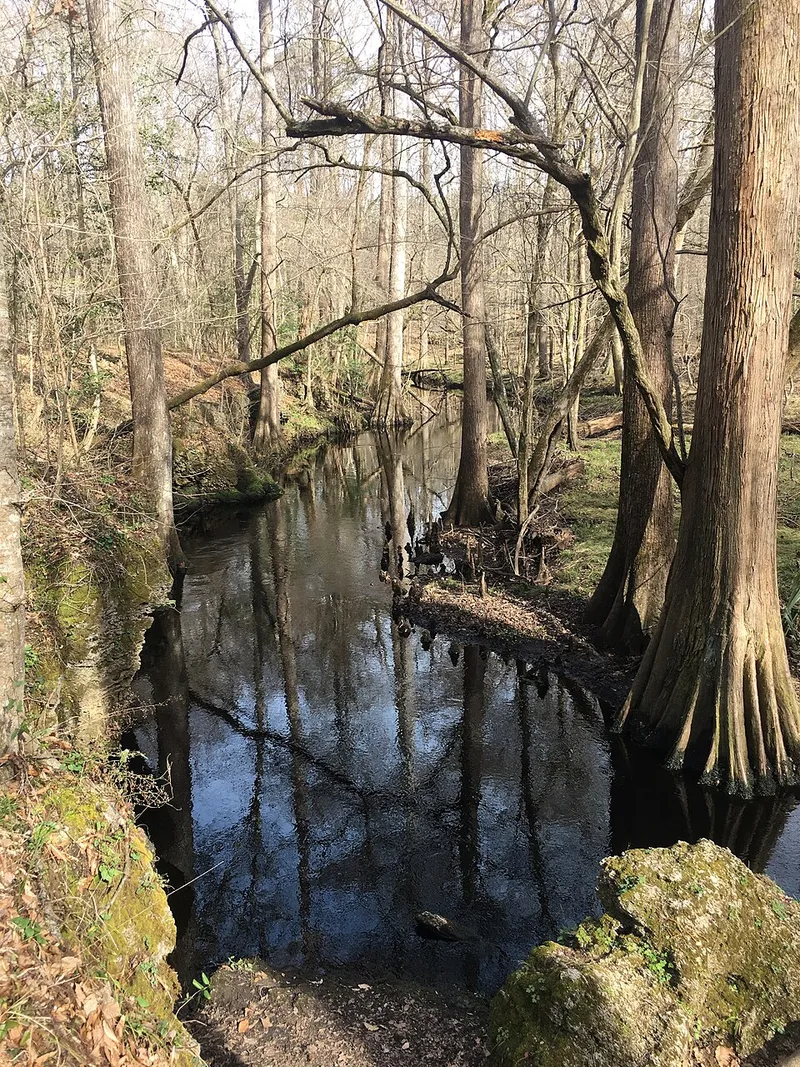 Island Creek in the Croatan National Forest