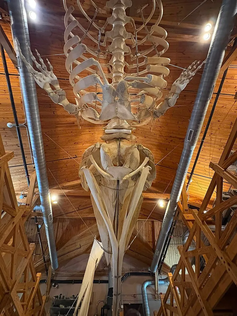 “Echo” the sperm whale skeleton at the NC Maritime Museum