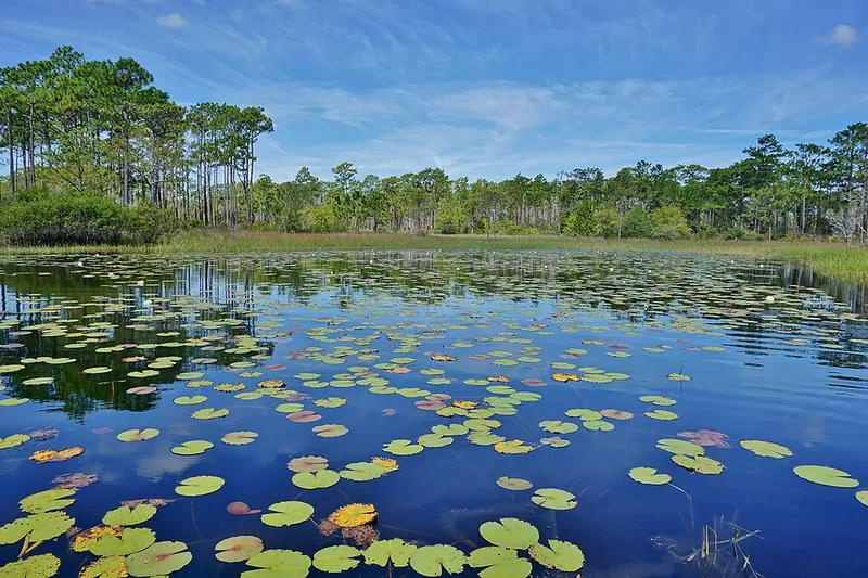 Water lilies on Patsy Pond