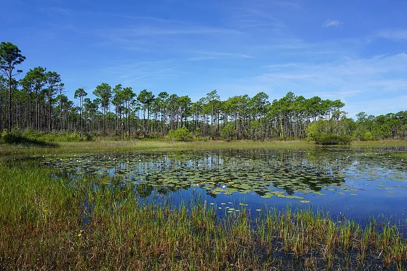Patsy Pond seen from the nature trail, Croatan National Forest