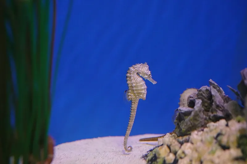 Seahorse at the NC Aquarium at Pine Knoll Shores