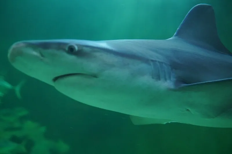 Shark at the NC Aquarium at Pine Knoll Shores