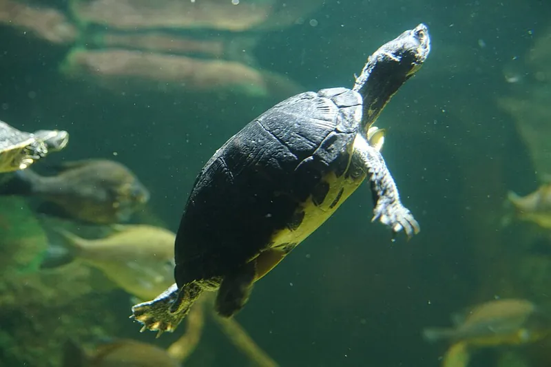 Swimming turtle at the NC Aquarium at Pine Knoll Shores